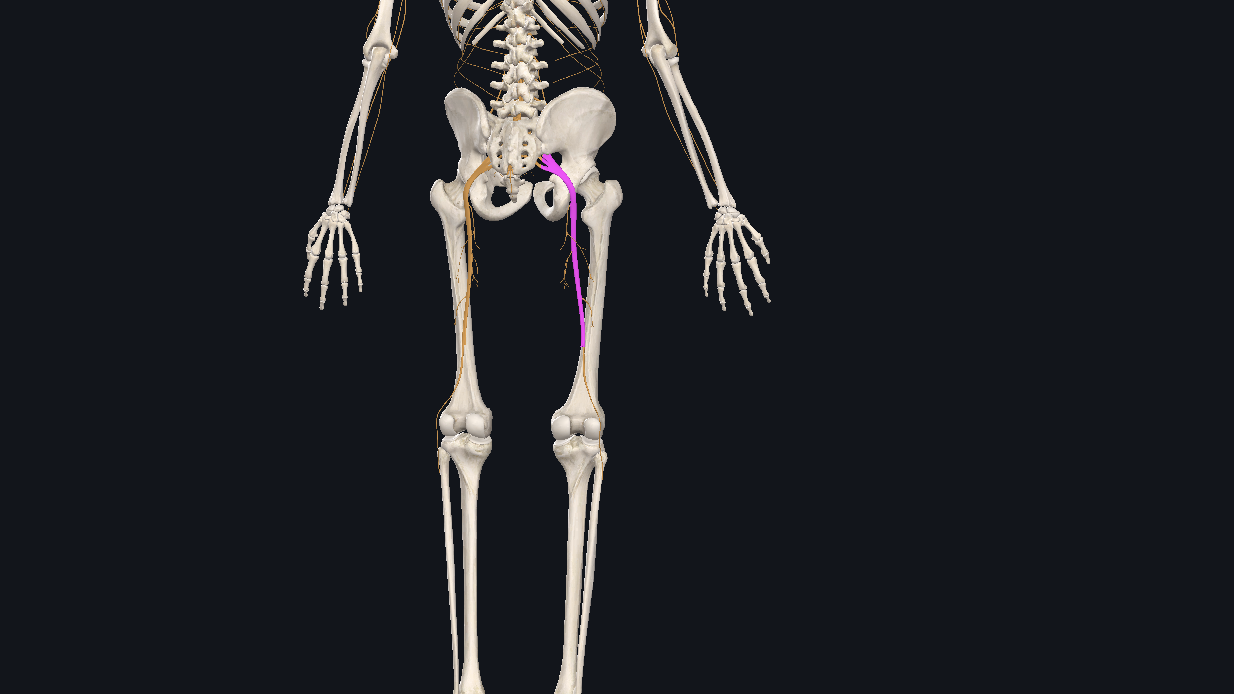 How To Fix Sciatic Nerve Pain